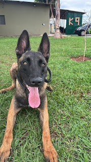 BRASIL: CÃO DA PM ACHA EXPLOSIVO EM SEGUNDOS