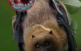 Vírus transmitido por morcegos pode transformar uma febre comum em uma emergência médica