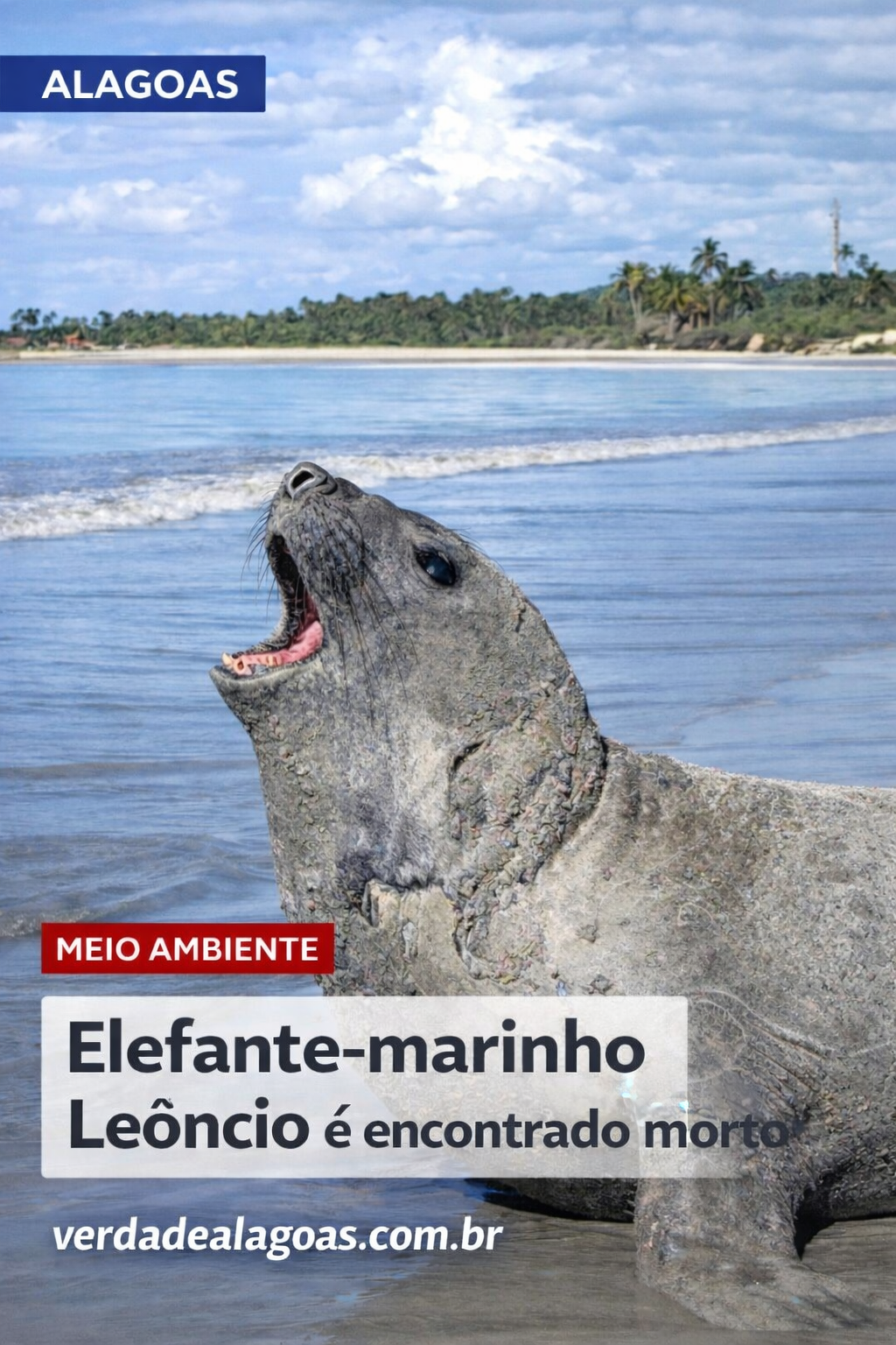 Elefante-marinho “Leôncio” é encontrado morto no litoral de Alagoas após dias desaparecido